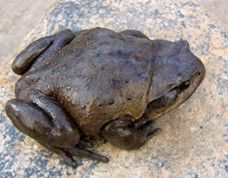 寬頭短腿蟾 寬頭短腿蟾