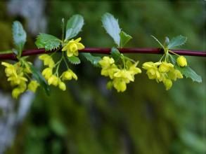 暗紅小檗 暗紅小檗