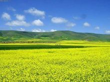 阿爾金山狩獵區且末狩獵場