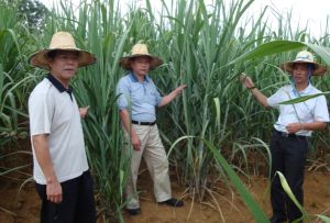 玉選1號 玉選1號