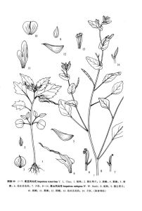 柔莖鳳仙花 柔莖鳳仙花