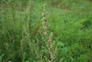 垂葉蒿系 垂葉蒿系