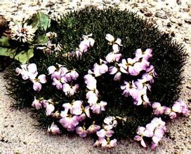 細葉叢菔 細葉叢菔