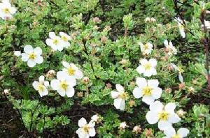 羌活[傘形科植物]