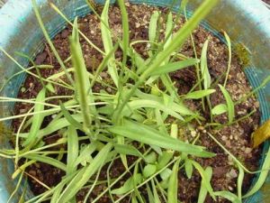 鈍頭瓶爾小草 鈍頭瓶爾小草