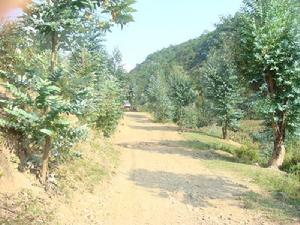 柳樹塘自然村-村內道路