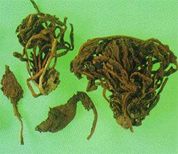 大大青葉 大大青葉