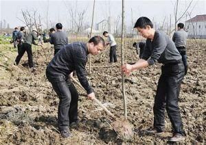 植樹造林