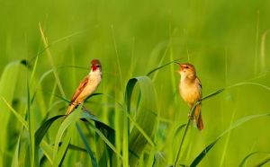 東方大葦鶯 東方大葦鶯
