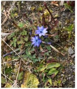 珠峰龍膽 珠峰龍膽