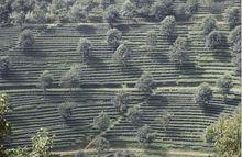 無量山及無量山茶葉