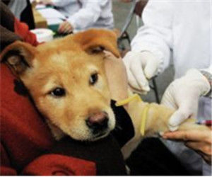 犬只飼養 犬只飼養