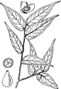 三裂山礬 三裂山礬