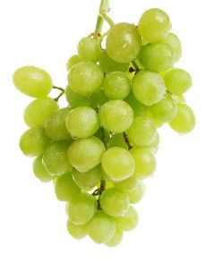 少毛變葉葡萄 少毛變葉葡萄