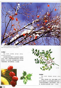 ：《彩色環球植物地理》