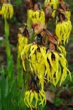 膜苞垂頭菊 膜苞垂頭菊