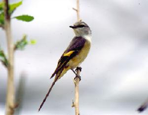 （圖）短嘴山椒鳥