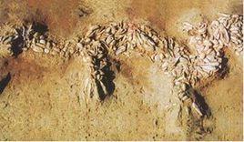 焦墩卵石擺塑龍 焦墩卵石擺塑龍