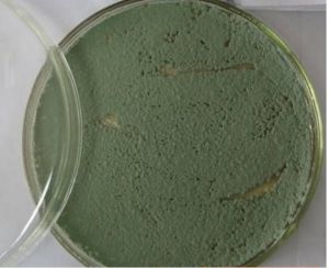 萊氏野村菌 萊氏野村菌