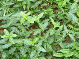 小葉扶芳藤 小葉扶芳藤