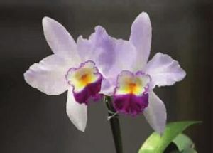 中型卡特蘭 中型卡特蘭