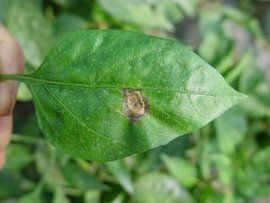 辣椒紫斑病 辣椒紫斑病