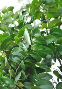 濱海核果木 濱海核果木