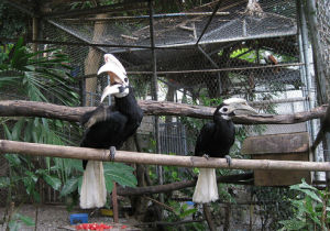 白嘴斑犀鳥 白嘴斑犀鳥