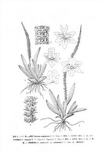 中華鳶尾蘭 中華鳶尾蘭