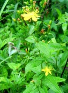 大田基黃[中藥]