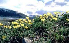 拉普蘭罌粟 拉普蘭罌粟