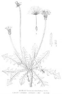 麗花蒲公英 麗花蒲公英