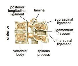 棘上韌帶 棘上韌帶