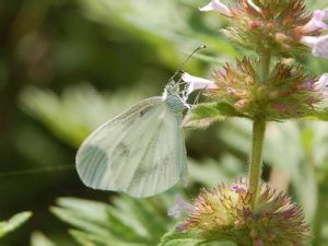 莫氏小粉蝶 莫氏小粉蝶