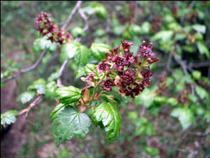 狹萼虎耳草 狹萼虎耳草
