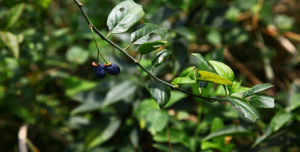 刺尖荊芥 刺尖荊芥