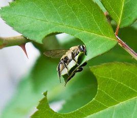 樵葉蜂 樵葉蜂