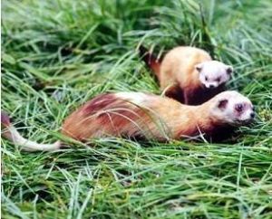 艾鼬赤峰亞種 艾鼬赤峰亞種