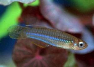 大眼旗鱂 大眼旗鱂