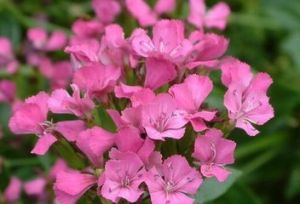 中華石竹 中華石竹