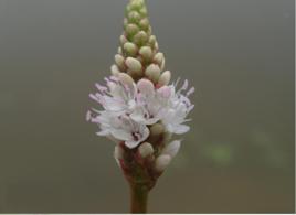 兩棲蓼[兩棲蓼]