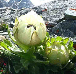 西藏雪蓮 西藏雪蓮