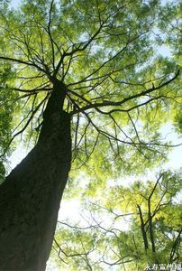 寶森百科 寶森百科