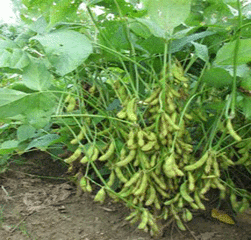 桂春10號 桂春10號