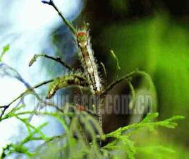 桑樹桑白毛蟲 桑樹桑白毛蟲