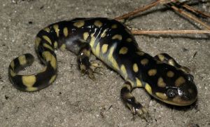 東部虎斑鈍口螈