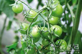 賊不偷柿子 賊不偷柿子