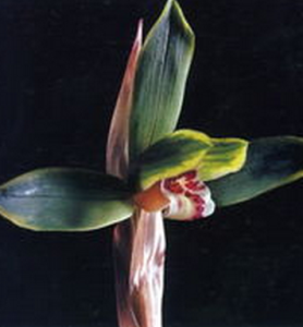 銀嘴豆瓣 銀嘴豆瓣