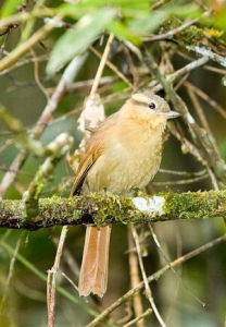 赭胸拾葉雀 赭胸拾葉雀