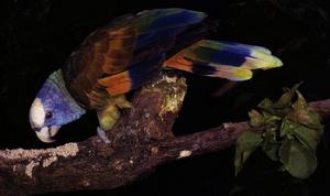 聖文森特棕色亞馬遜鸚鵡 聖文森特棕色亞馬遜鸚鵡